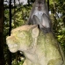 monkey_macaque_balinese_mf_ubud_v_0594_bal0600.jpg
